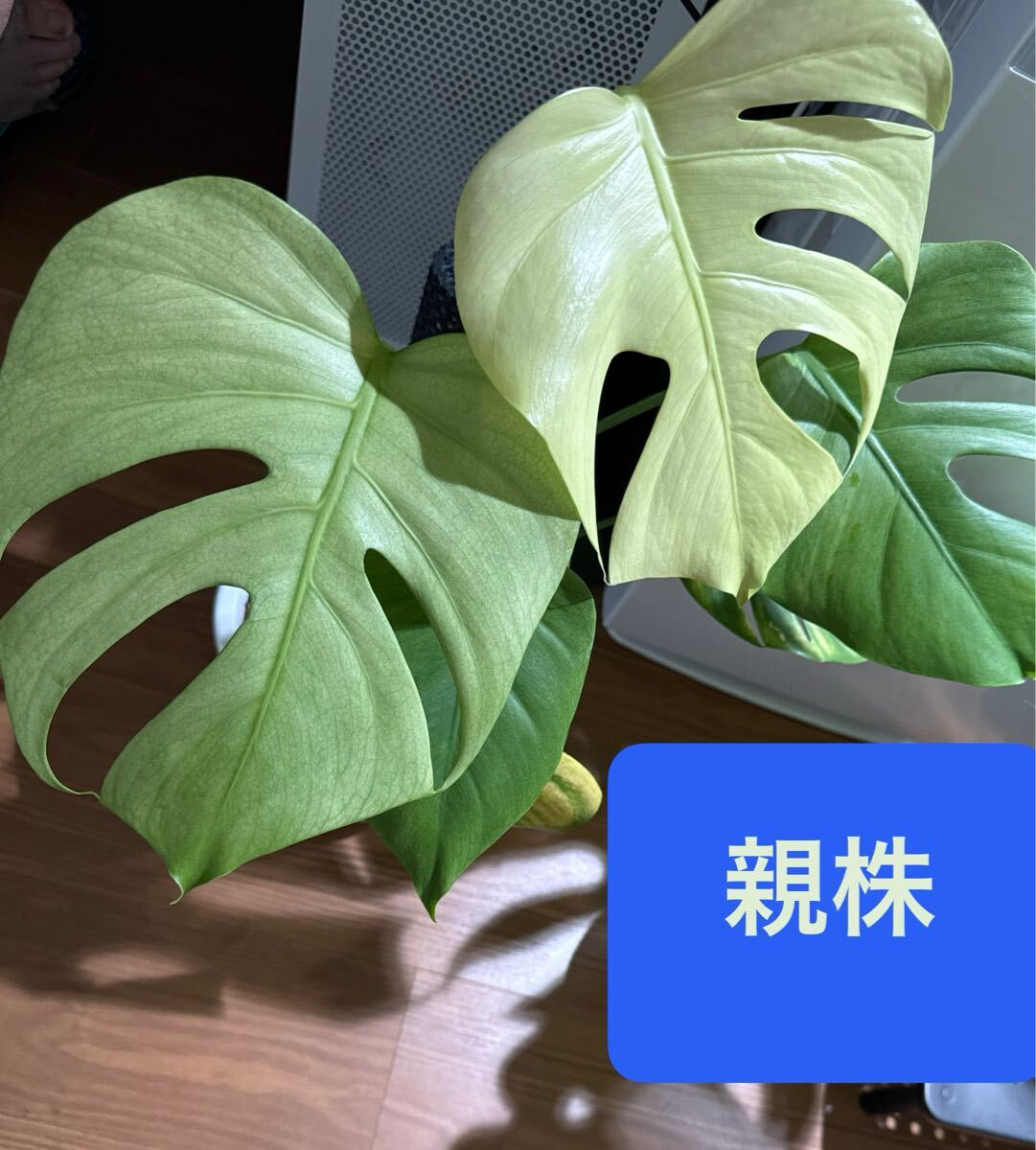 Yahoo!オークション -「ミント」(モンステラ) (観葉植物)の落札 Yahoo!オークション -「ミント」(モンステラ) (観葉植物)の落札