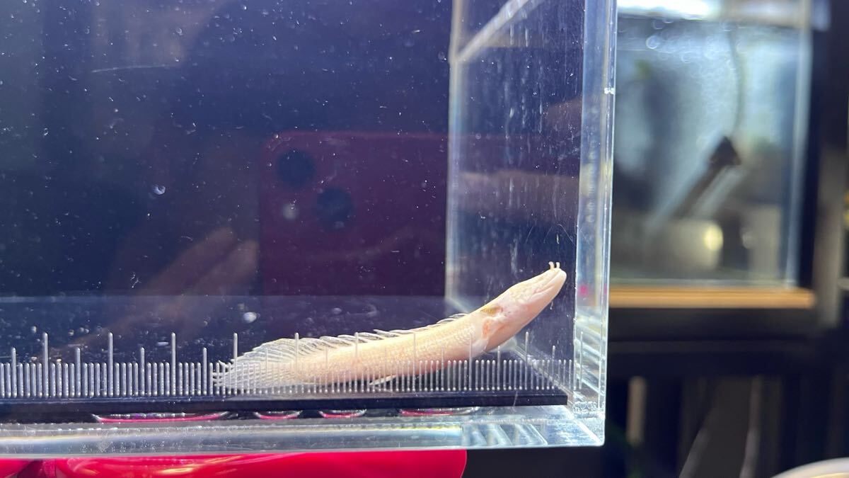 安いプラチナ エンドリケリーの通販商品を比較 | ショッピング
