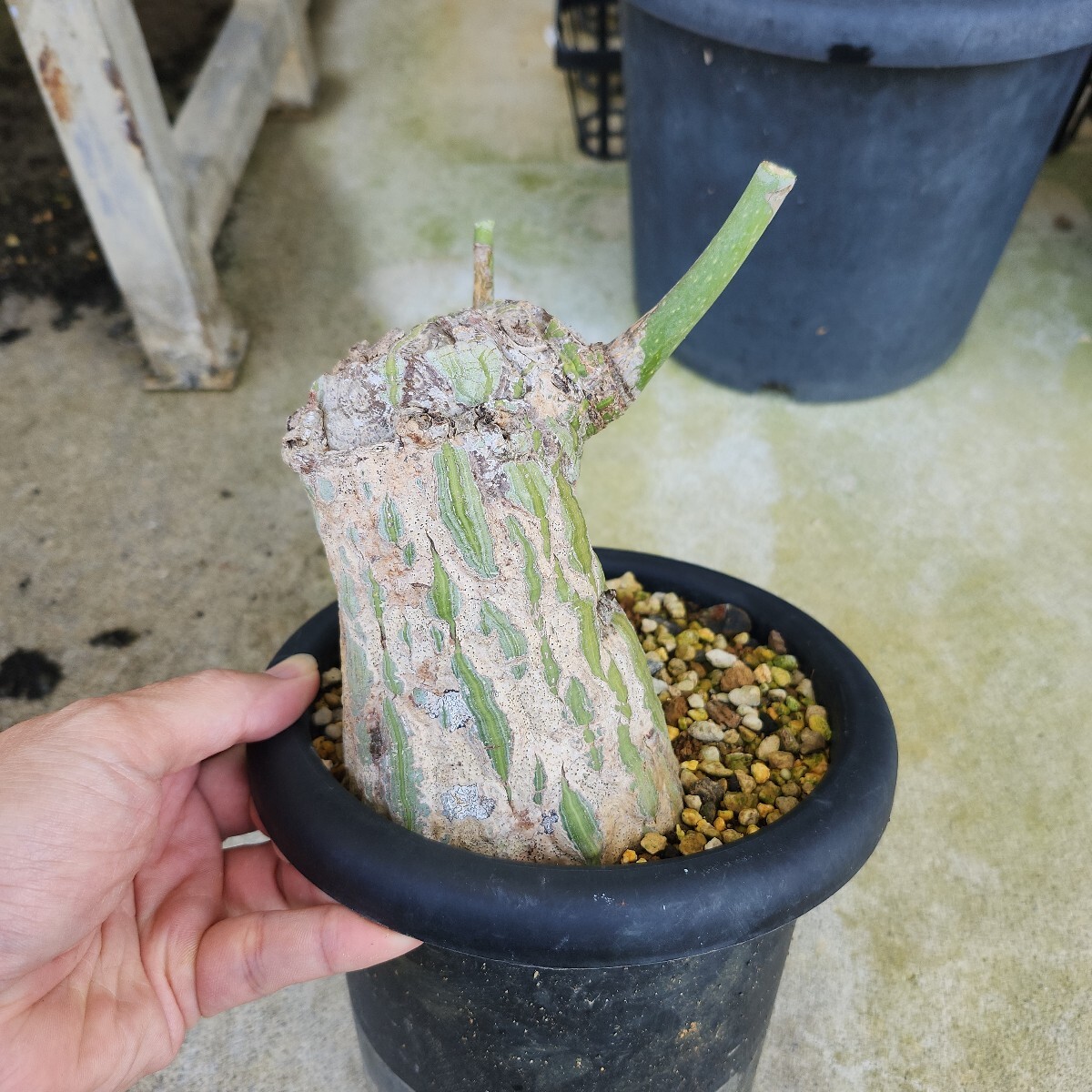 Yahoo!オークション -「ボンバックス」(観葉植物) の落札相場 Yahoo!オークション -「ボンバックス」(観葉植物) の落札相場
