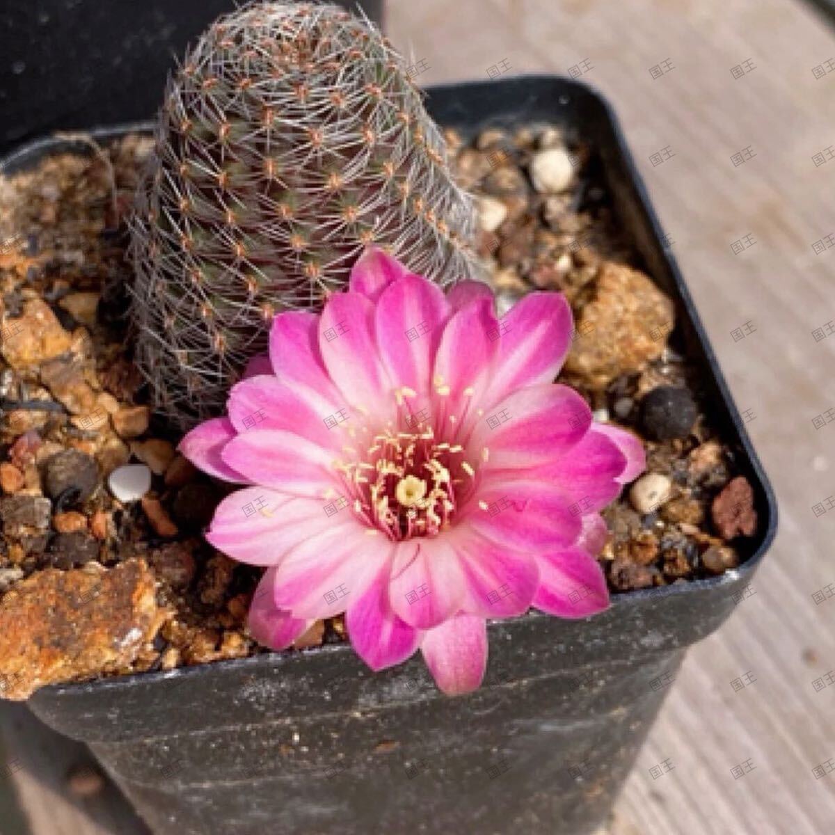 ま*ん様 C546×24株 花団錦 土鉢付き 多肉植物 エケベリア サボテン Yahoo!オークション - 8株 H215-4多肉植物 エケベリア金襴 錦