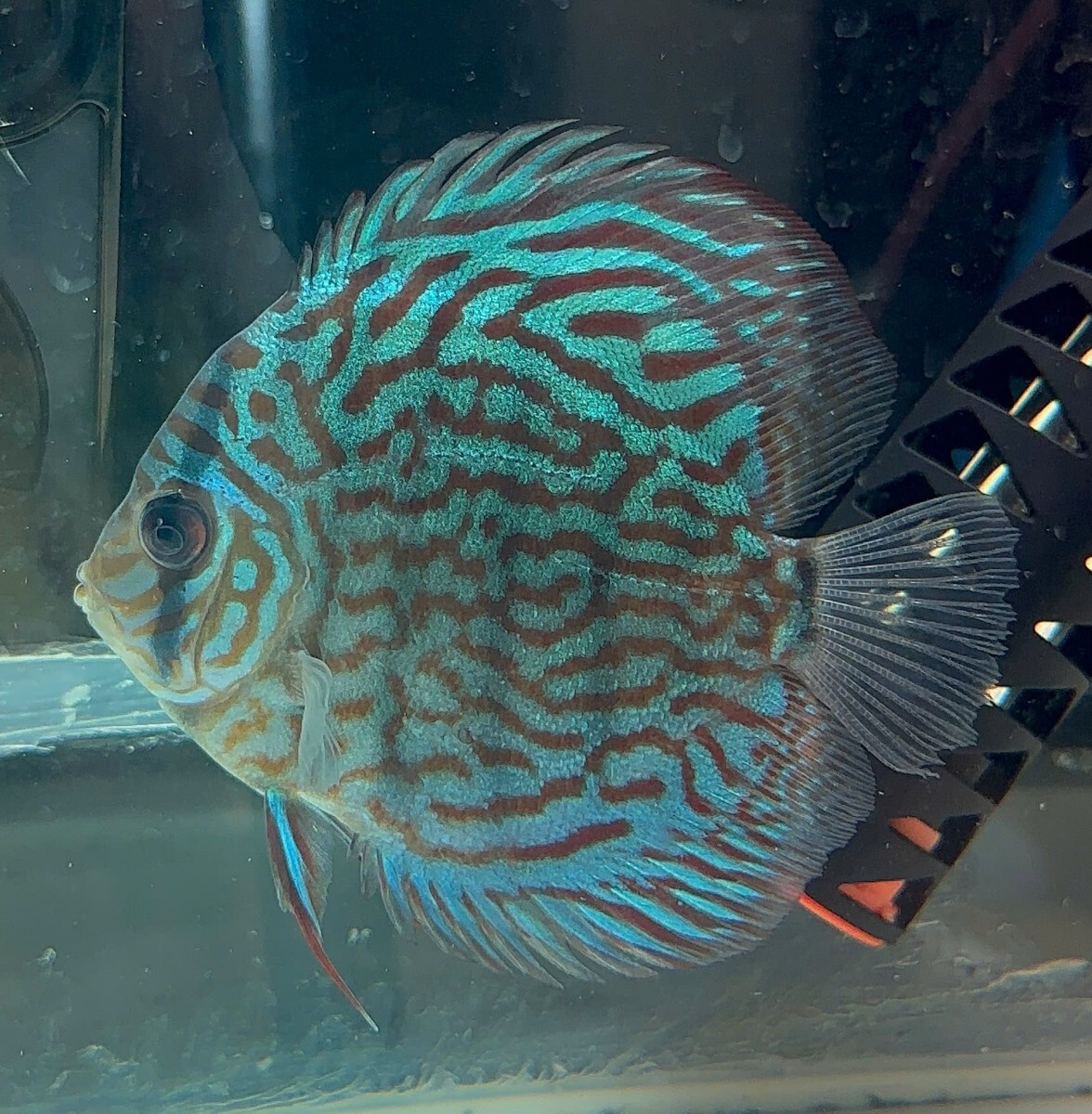楽天市場】(熱帯魚 生体)スーパーブリリアントターコイズ