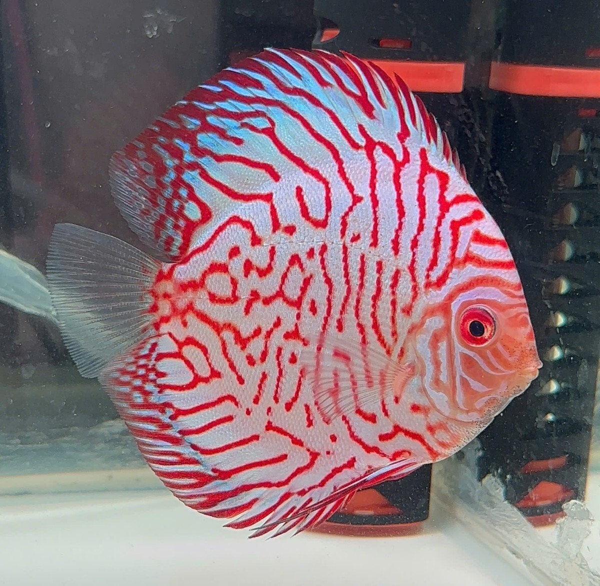 レッドピジョンディスカス 約13～14cm たぶんオス