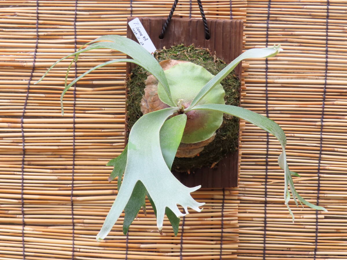 Yahoo!オークション -「ビカクシダ バンナ」(観葉植物) の落札 Yahoo!オークション -「ビカクシダ バンナ」(観葉植物) の落札