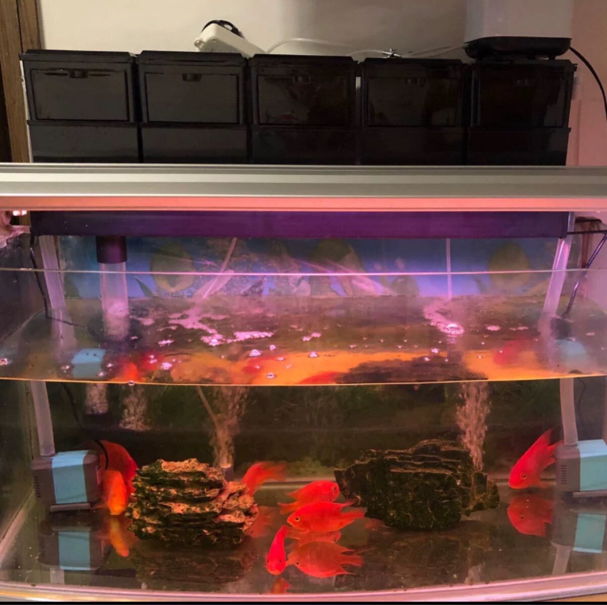 2025年最新】Yahoo!オークション -90cm 水槽 フィルターの中古品 2025年最新】Yahoo!オークション -90cm 水槽 フィルターの中古品