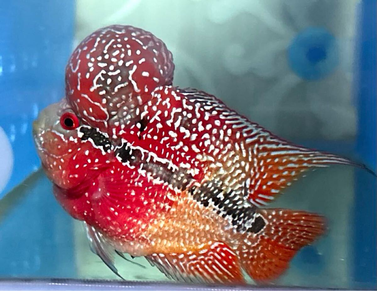 Yahoo!オークション -「フラワーホーン」(淡水魚) (熱帯魚)の