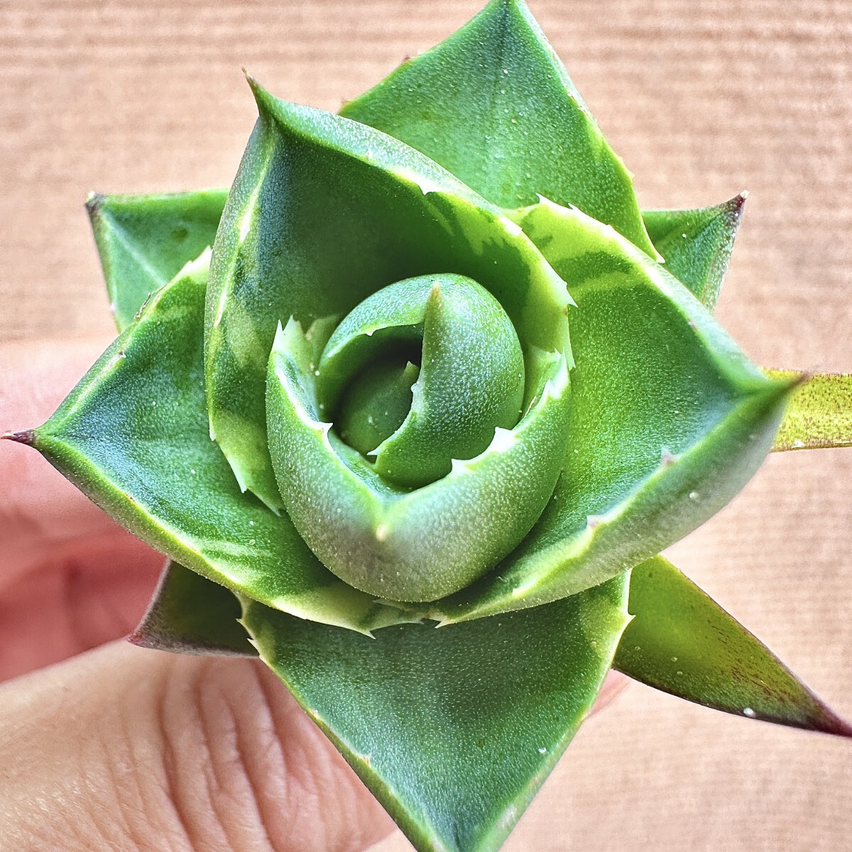 Yahoo!オークション -「アガベ ブルーグロー」(観葉植物) の落札 Yahoo!オークション -「アガベ ブルーグロー」(観葉植物) の落札
