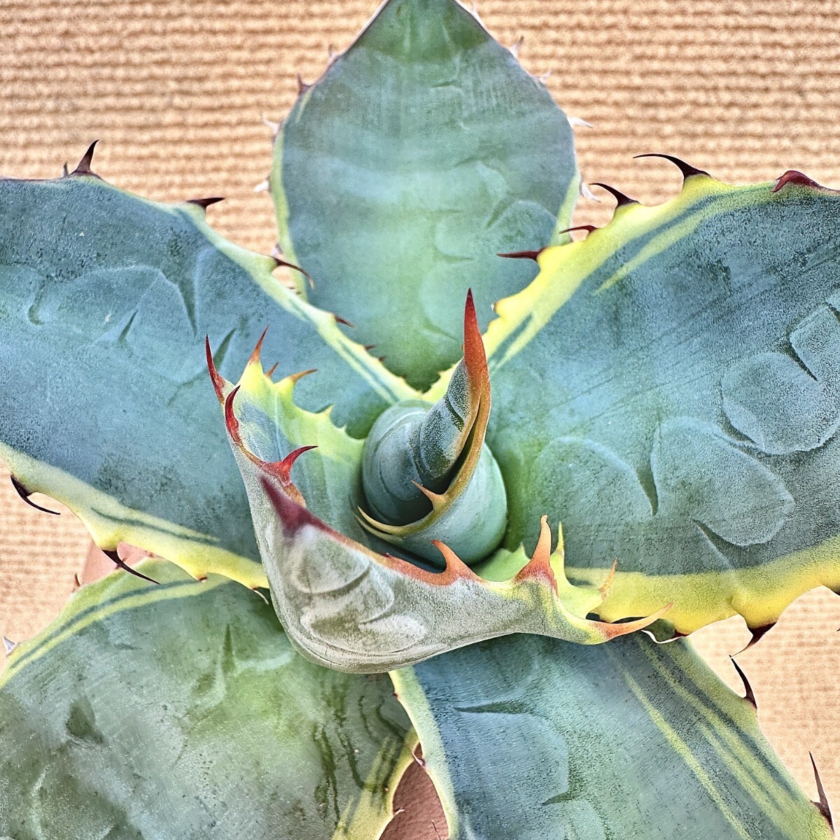 Yahoo!オークション -「seastar」(アガベ) (観葉植物)の落札相場