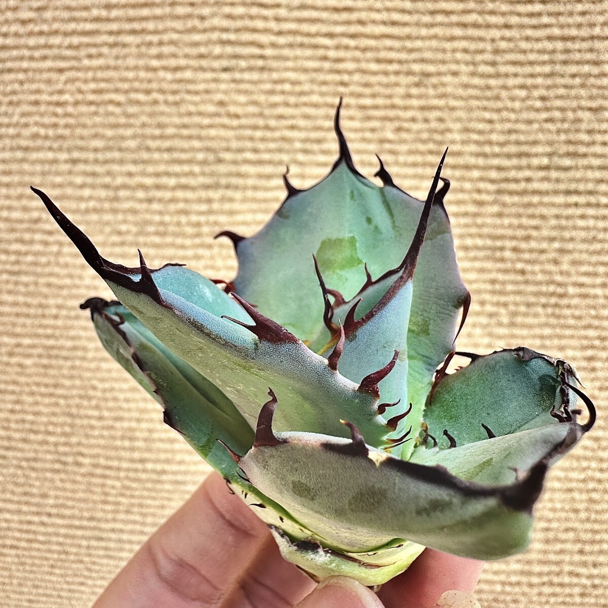 Yahoo!オークション -「アガベ ブルーグロー」(観葉植物) の落札 Yahoo!オークション -「アガベ ブルーグロー」(観葉植物) の落札