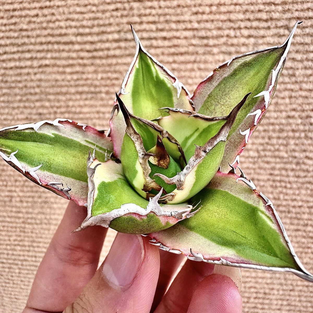 Yahoo!オークション -「太陽神」(観葉植物) の落札相場・落札価格 Yahoo!オークション -「太陽神」(観葉植物) の落札相場・落札価格