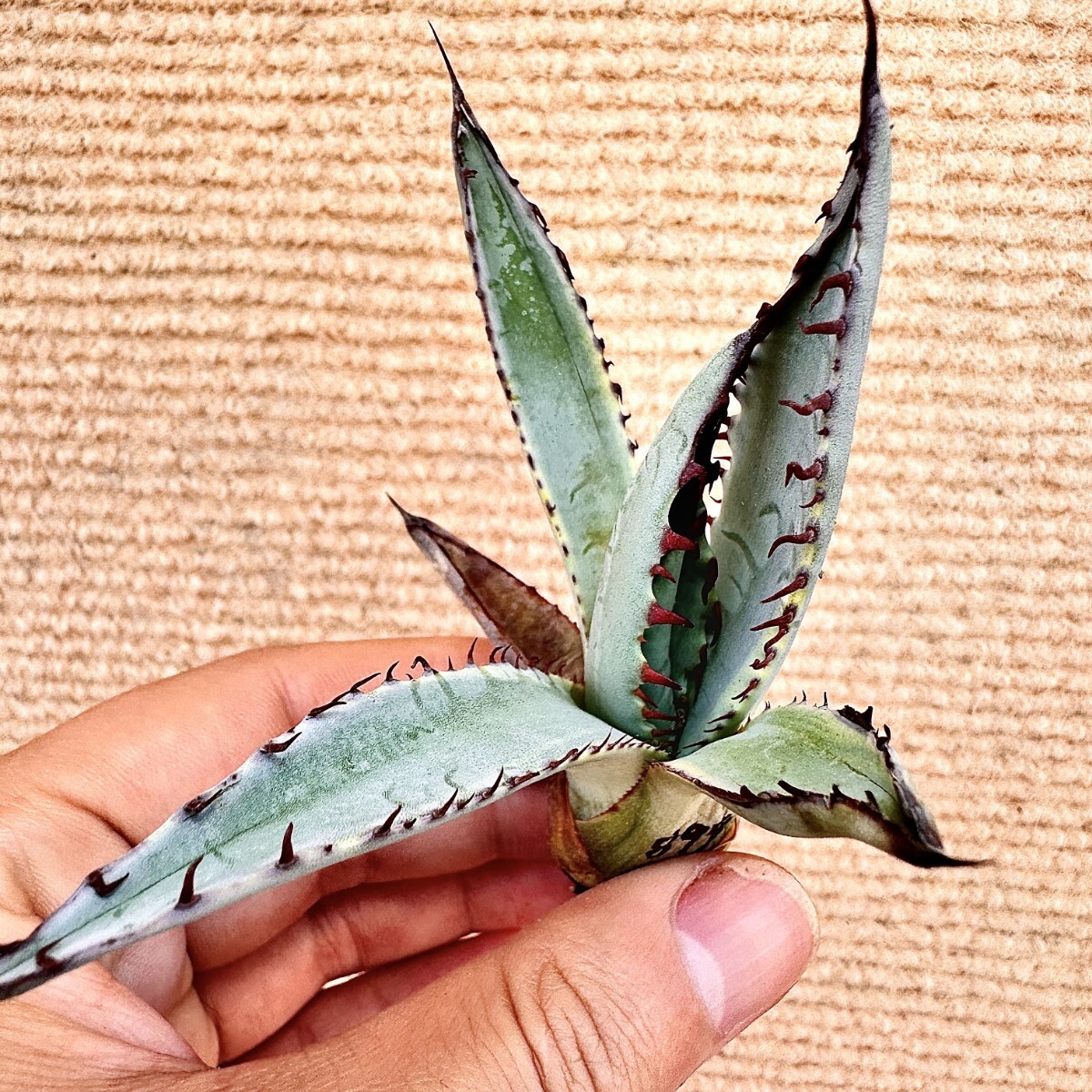 アガベ 屈原の舞扇錦 総柄中縞斑 - メルカリ