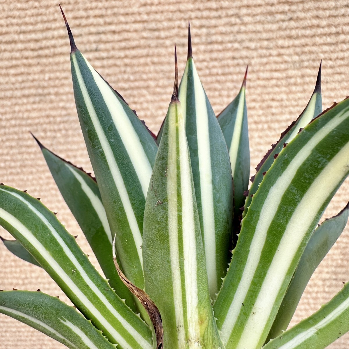 Yahoo!オークション -「縞斑」(アガベ) (観葉植物)の落札相場 Yahoo!オークション -「縞斑」(アガベ) (観葉植物)の落札相場