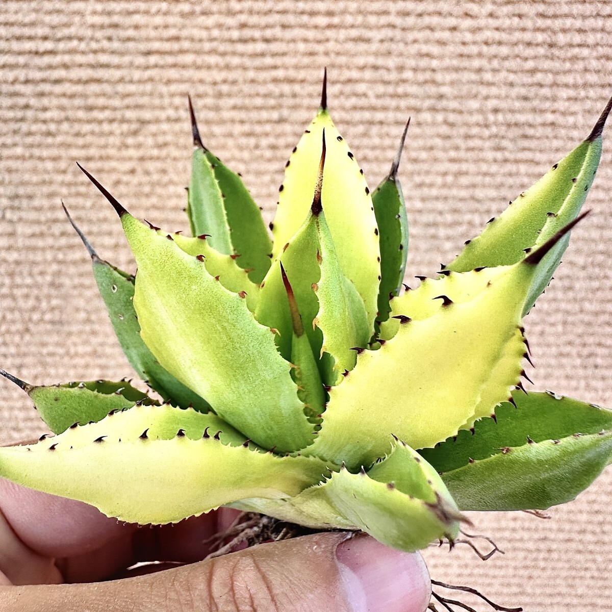 plantsの値段と価格推移は?|4169件の売買データからplantsの plantsの値段と価格推移は?|4169件の売買データからplantsの