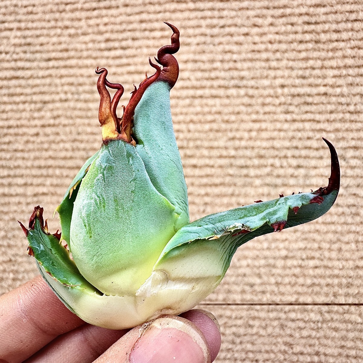 plantsの値段と価格推移は?|4169件の売買データからplantsの plantsの値段と価格推移は?|4169件の売買データからplantsの