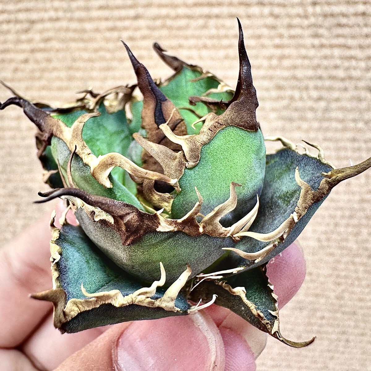 2025年最新】アガベ シーザーの観葉植物商品一覧 - Yahoo 2025年最新】アガベ シーザーの観葉植物商品一覧 - Yahoo