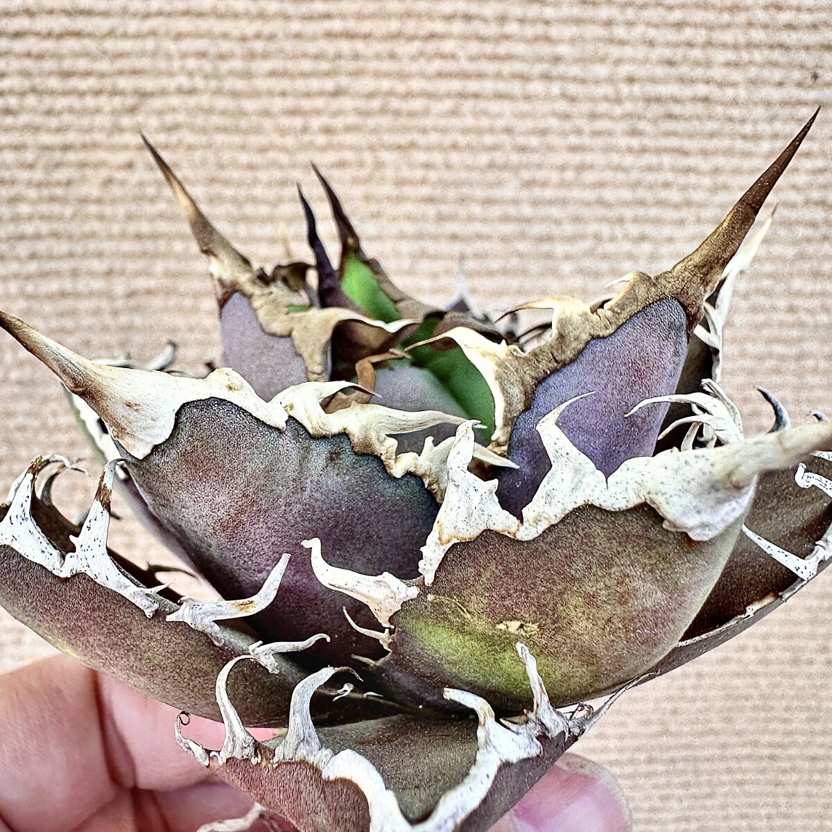 2025年最新】アガベ シーザーの観葉植物商品一覧 - Yahoo 2025年最新】アガベ シーザーの観葉植物商品一覧 - Yahoo