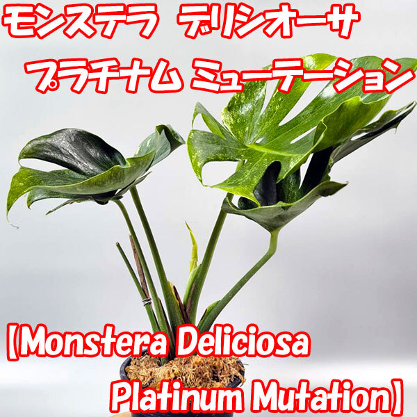 2025年最新】Yahoo!オークション -モンステラ(観葉植物)の中古品 2025年最新】Yahoo!オークション -モンステラ(観葉植物)の中古品