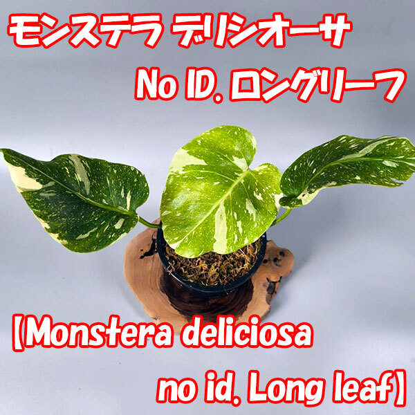 2025年最新】Yahoo!オークション -モンステラ(観葉植物)の中古品 2025年最新】Yahoo!オークション -モンステラ(観葉植物)の中古品