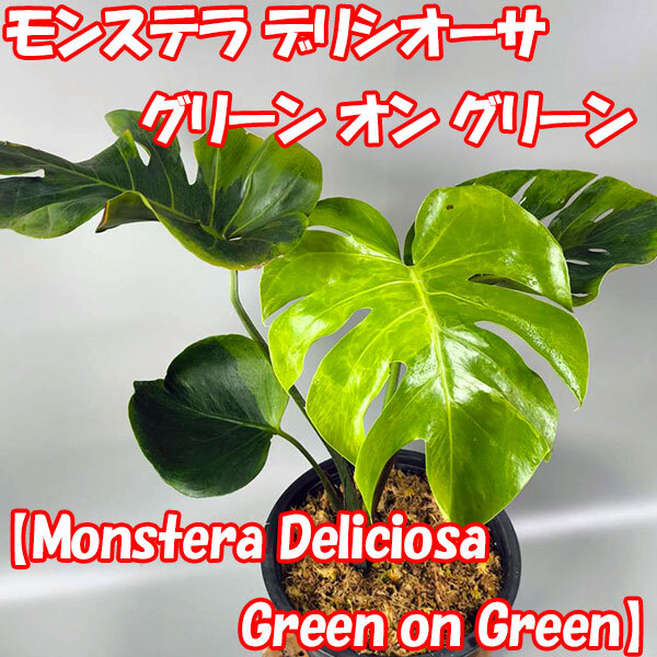 2025年最新】Yahoo!オークション -モンステラ(観葉植物)の中古品 2025年最新】Yahoo!オークション -モンステラ(観葉植物)の中古品