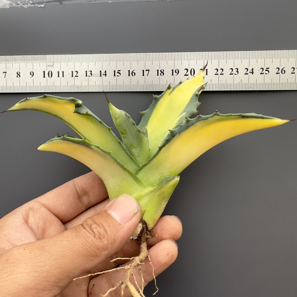 Yahoo!オークション -「フェロックス」(アガベ) (観葉植物)の Yahoo!オークション -「フェロックス」(アガベ) (観葉植物)の