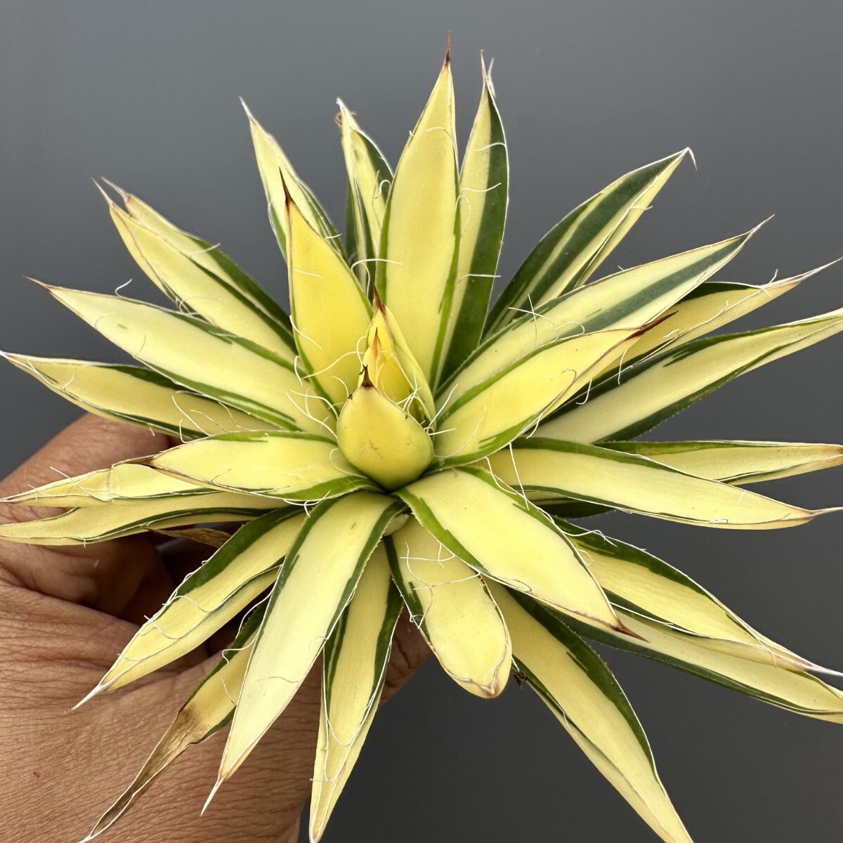 Yahoo!オークション -「黄中斑」(アガベ) (観葉植物)の落札相場 Yahoo!オークション -「黄中斑」(アガベ) (観葉植物)の落札相場