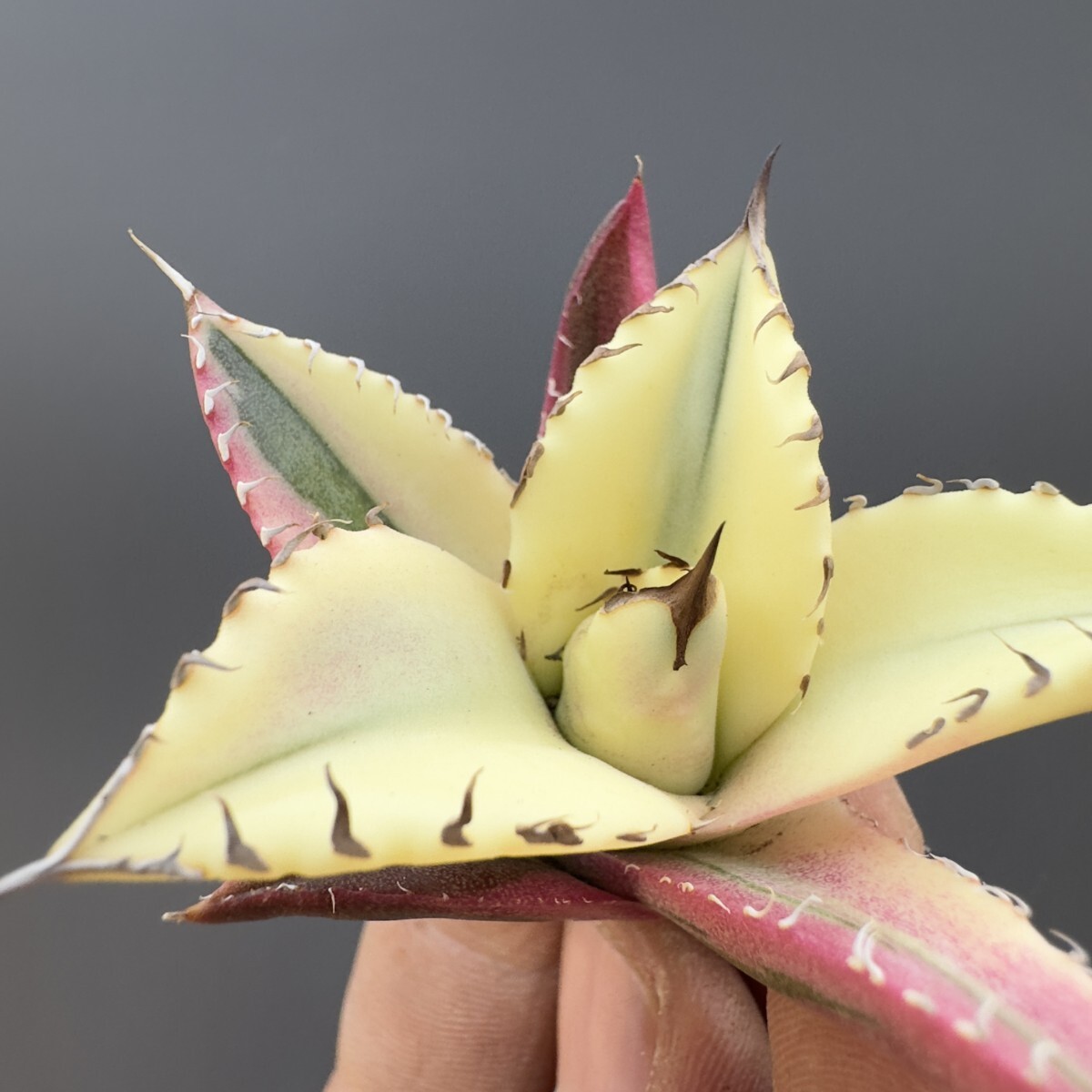 Yahoo!オークション -「スナグルトゥース」(アガベ) (観葉植物 Yahoo!オークション -「スナグルトゥース」(アガベ) (観葉植物