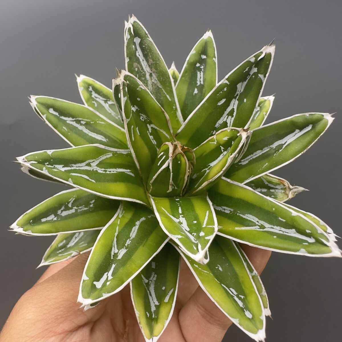2025年最新】Yahoo!オークション -アガベ 笹の雪(観葉植物)の 2025年最新】Yahoo!オークション -アガベ 笹の雪(観葉植物)の