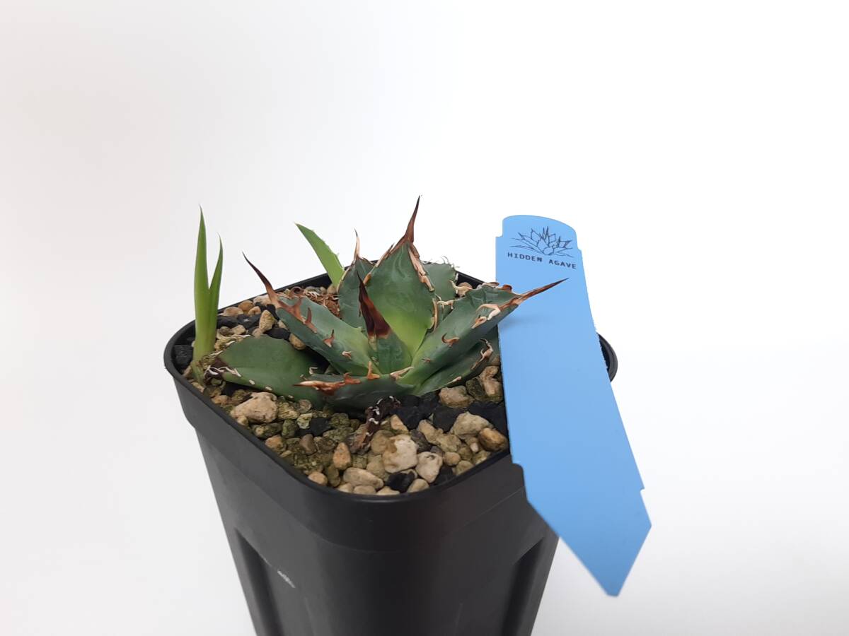 Yahoo!オークション -「パキプス」(アガベ) (観葉植物)の落札