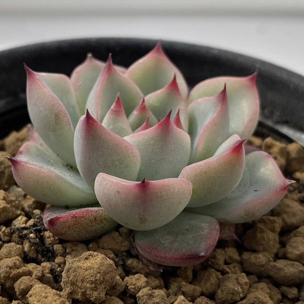 T)ブルームーン センペル(鉢入り | RuPo 多肉植物専門店