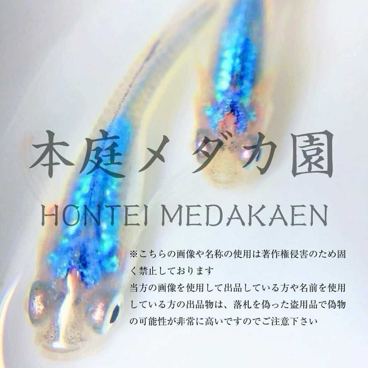 2025年最新】メダカ 深海関連のエサを豊富にラインナップ