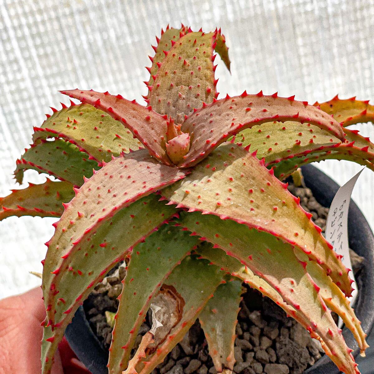 安い多肉植物 ロウルサンコの通販商品を比較 | ショッピング情報 安い多肉植物 ロウルサンコの通販商品を比較 | ショッピング情報