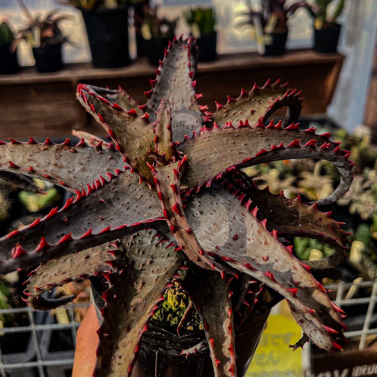 安い多肉植物 ロウルサンコの通販商品を比較 | ショッピング情報 安い多肉植物 ロウルサンコの通販商品を比較 | ショッピング情報