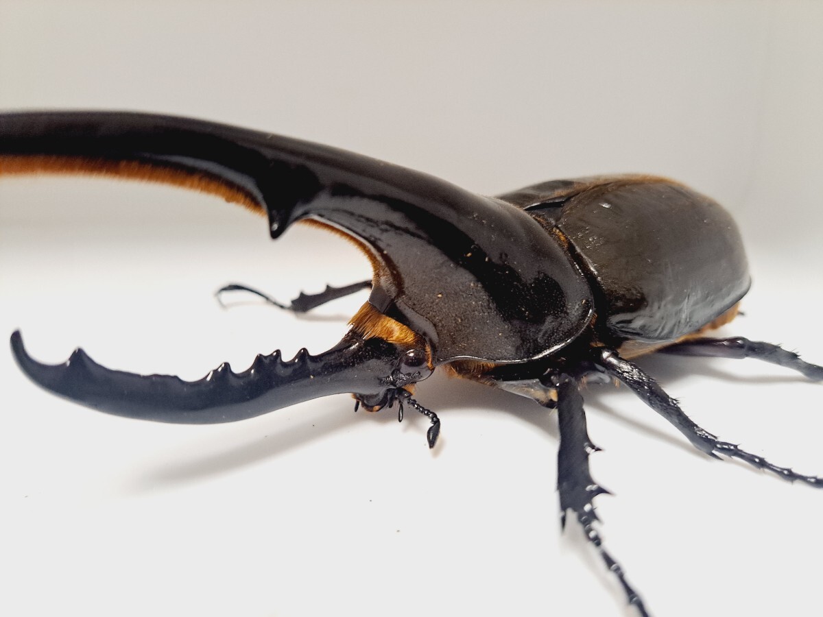 2025年最新】ヘラクレスオオカブトの種類やお得な商品が見つかる