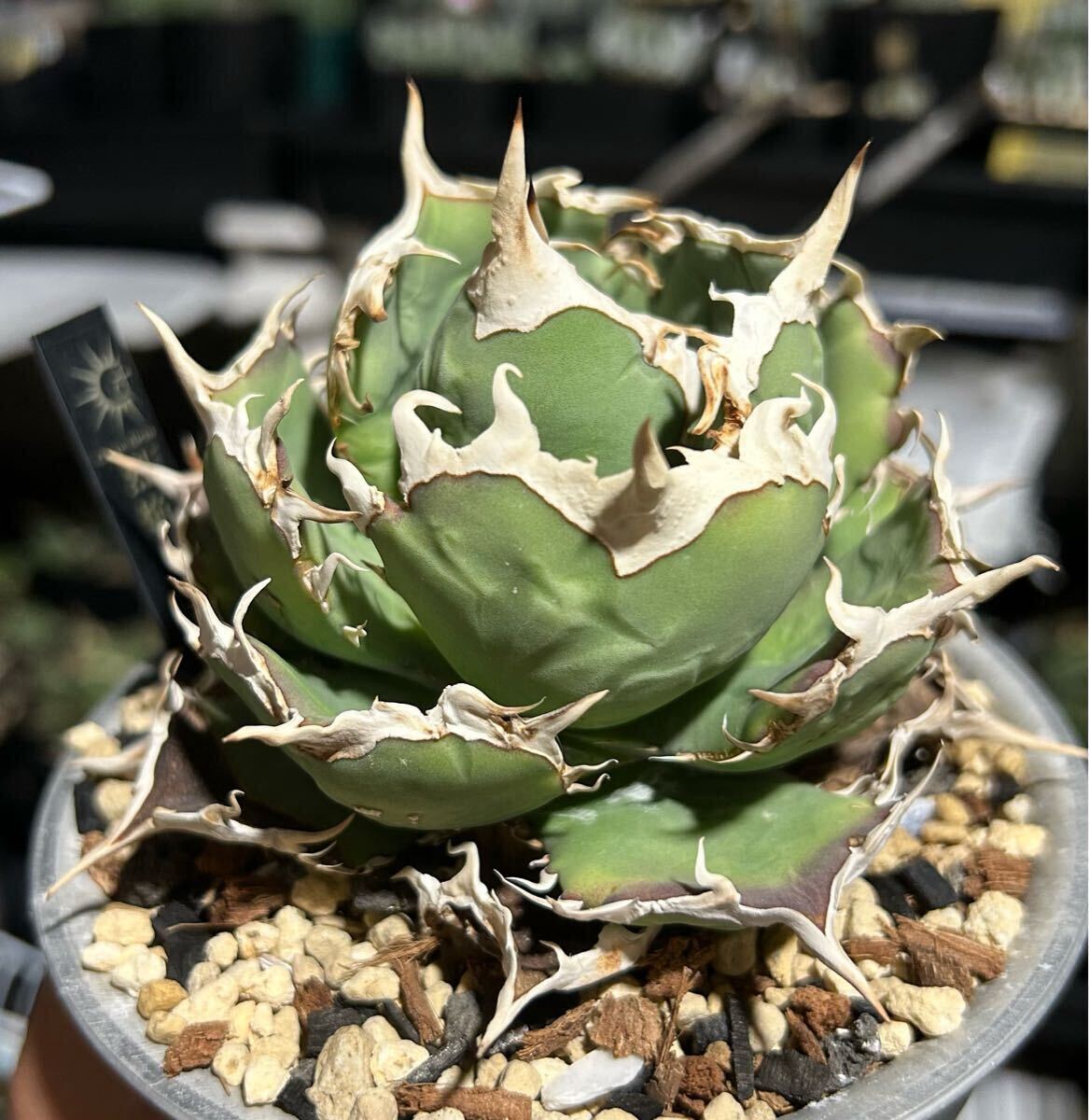 Yahoo!オークション -「烈焔」(アガベ) (観葉植物)の落札相場 Yahoo!オークション -「烈焔」(アガベ) (観葉植物)の落札相場