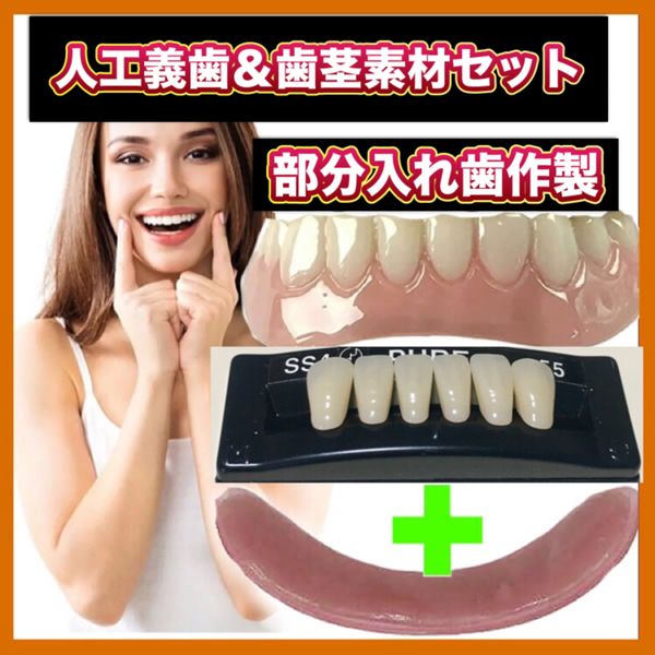 部分入れ歯 人工義歯 下顎全6本 歯茎素材1個 部分義歯 義歯 高級義歯 入れ歯 差し歯 仮歯 付け歯 歯科 デンタル 歯 v