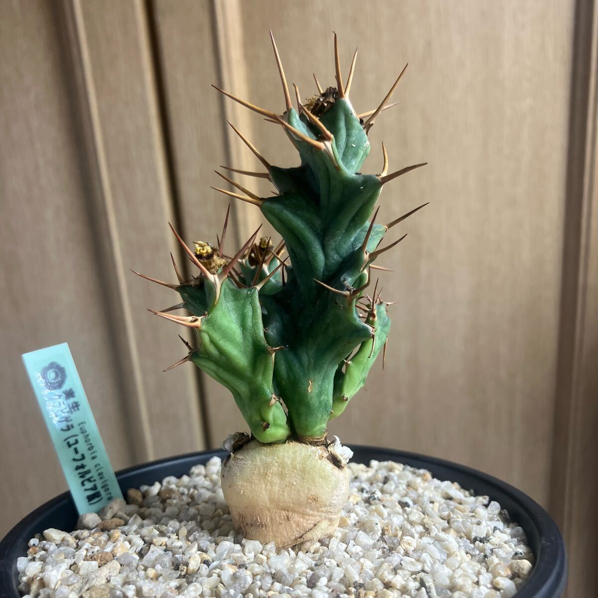 Yahoo!オークション -「ユーフォルビア クラビゲラ」(観葉植物 Yahoo!オークション -「ユーフォルビア クラビゲラ」(観葉植物