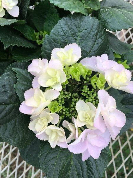 これから開花♪アジサイ「メルヴェイユ」5号サイズ 正規ラベル付き