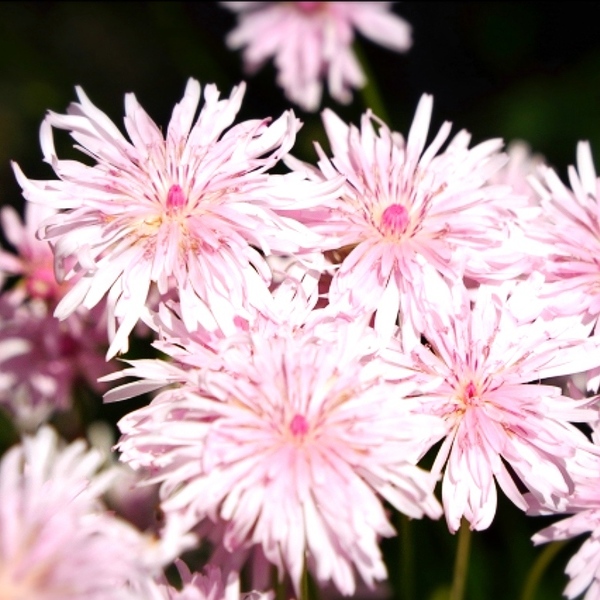ふわっと可愛いピンクの花 クレピス(モモイロタンポポ)種子30粒