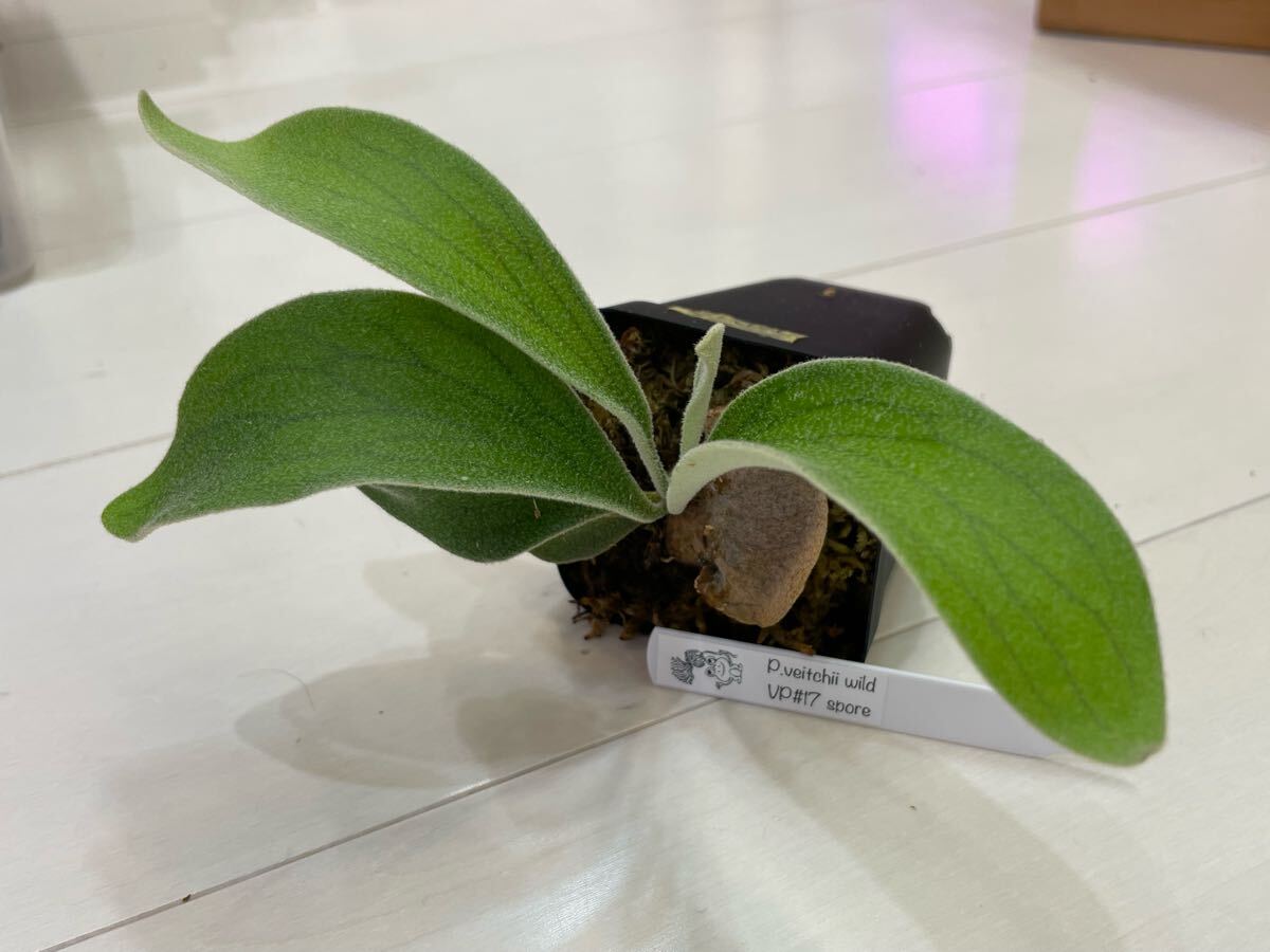 Yahoo!オークション -「p.veitchii wild」の落札相場・落札価格 Yahoo!オークション -「p.veitchii wild」の落札相場・落札価格