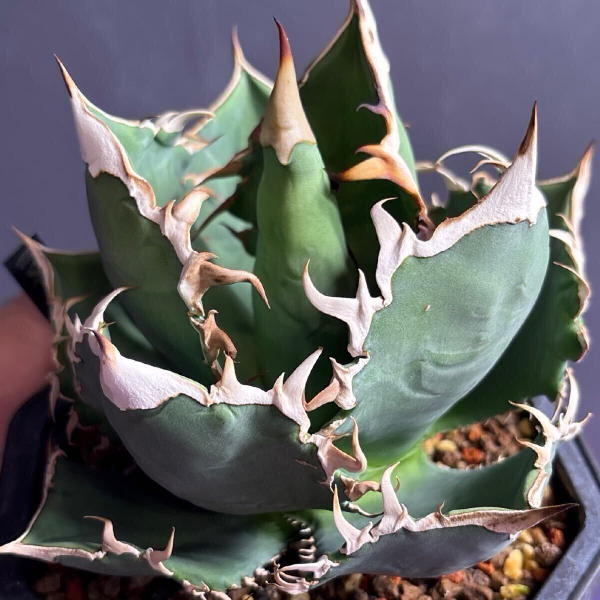 2025年最新】Yahoo!オークション -agave plantsの中古品・新品 2025年最新】Yahoo!オークション -agave plantsの中古品・新品