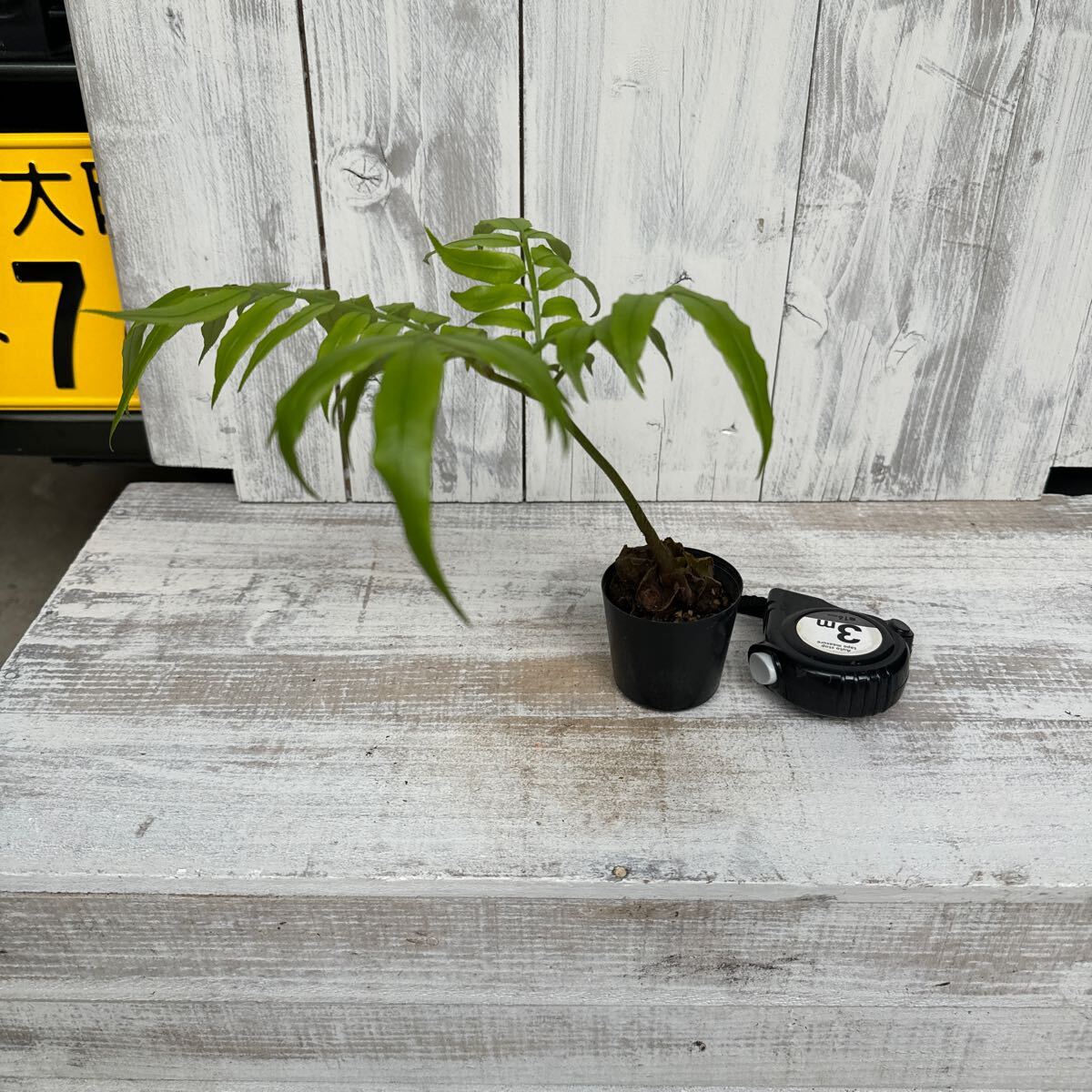 Yahoo!オークション -「リュウビンタイ」(花、園芸) の落札相場 Yahoo!オークション -「リュウビンタイ」(花、園芸) の落札相場