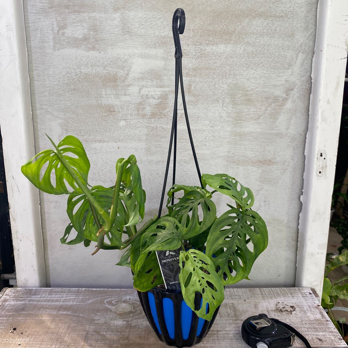 2025年最新】Yahoo!オークション -モンステラ(観葉植物)の中古品 2025年最新】Yahoo!オークション -モンステラ(観葉植物)の中古品