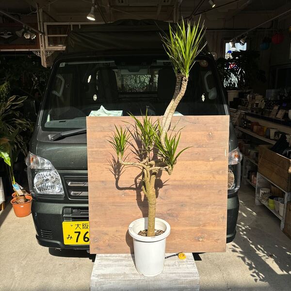 ドラセナ コンシンネ 龍 8号 鉢底から約142cm 4月30日 撮影現品 豊中市より出品 同梱発送不可