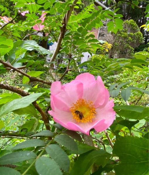 ハコネサンショウバラ挿し木苗 1苗です。 箱根山椒バラ
