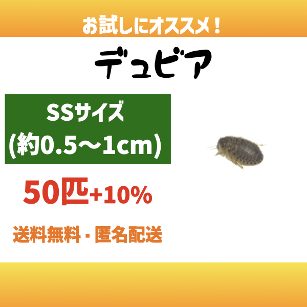 2025年最新】Yahoo!オークション -デュビア ssの中古品・新品 2025年最新】Yahoo!オークション -デュビア ssの中古品・新品