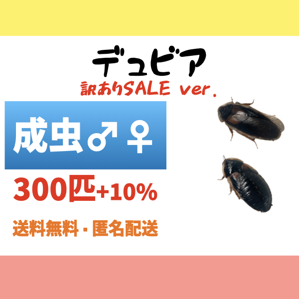 2025年最新】Yahoo!オークション -デュビア成虫の中古品・新品 2025年最新】Yahoo!オークション -デュビア成虫の中古品・新品