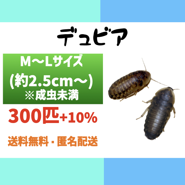 【高品質】 2025年最新】Yahoo!オークション -デュビア成虫の中古品・新品 その他