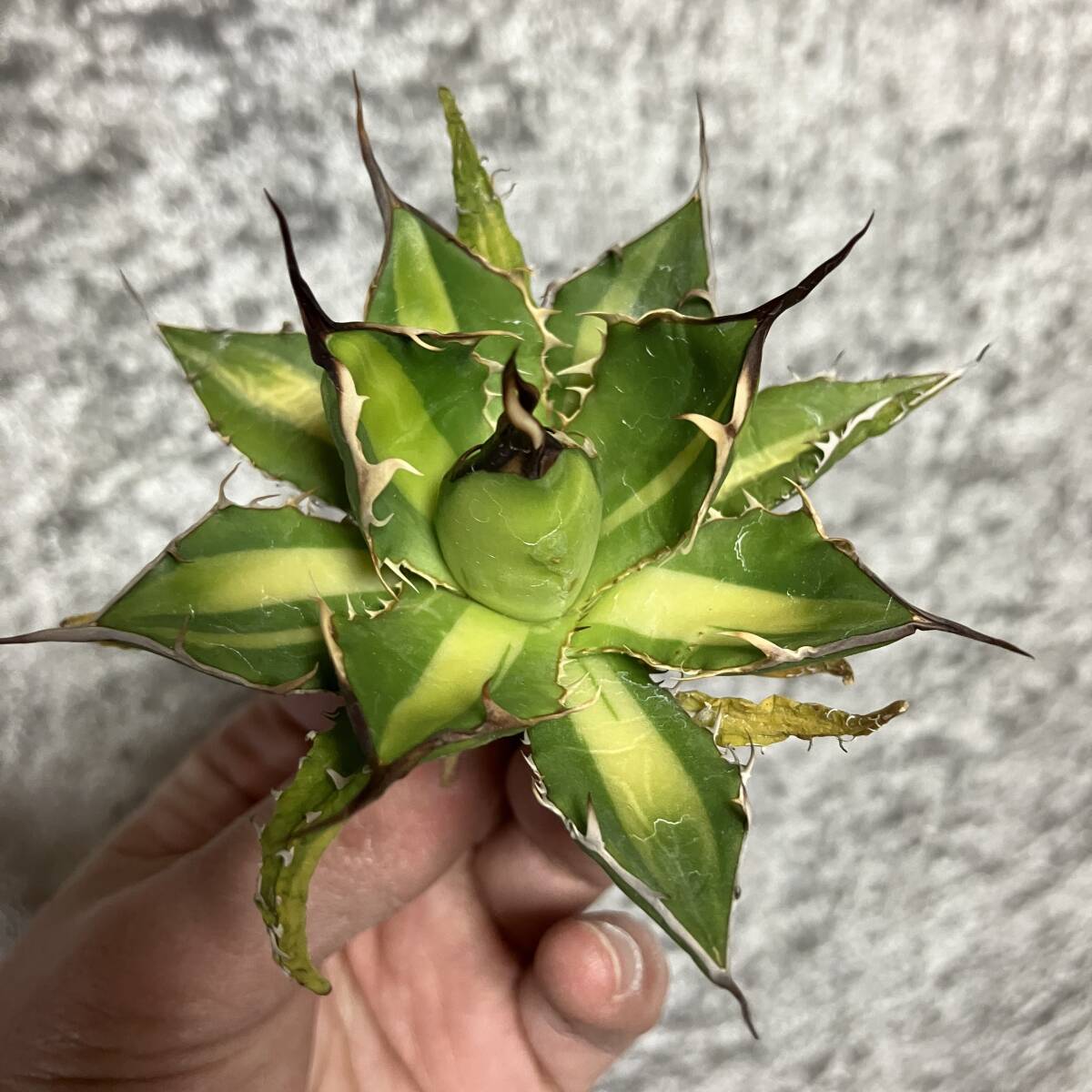 アガベ ホリダ 黄中斑 検索 チタノタ