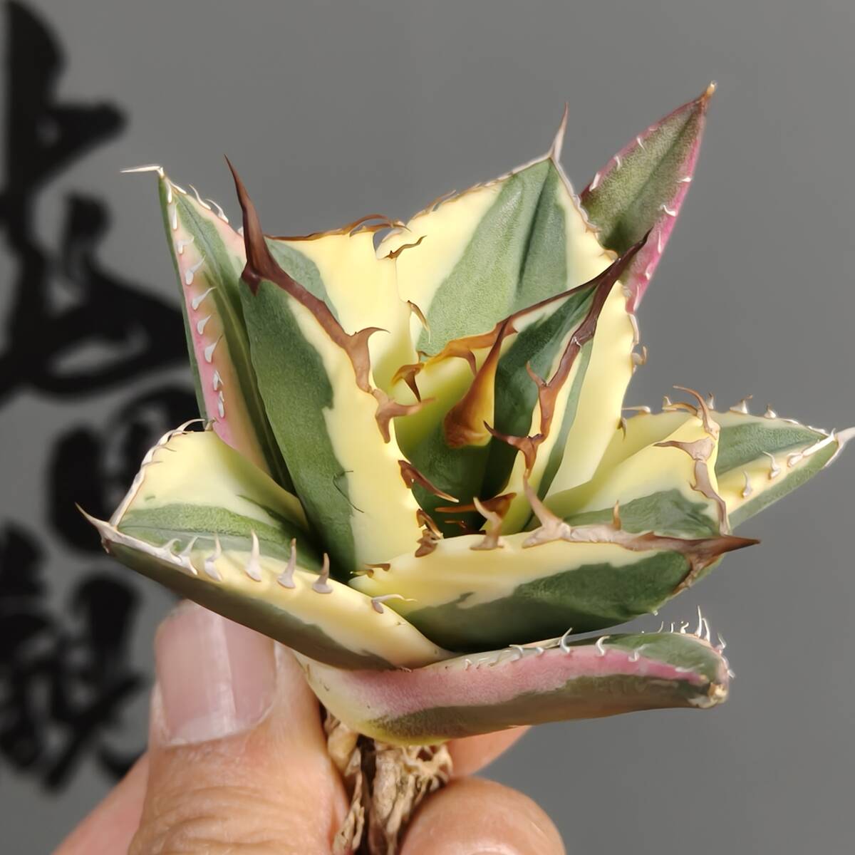Yahoo!オークション -「スナグルトゥース」(アガベ) (観葉植物 Yahoo!オークション -「スナグルトゥース」(アガベ) (観葉植物