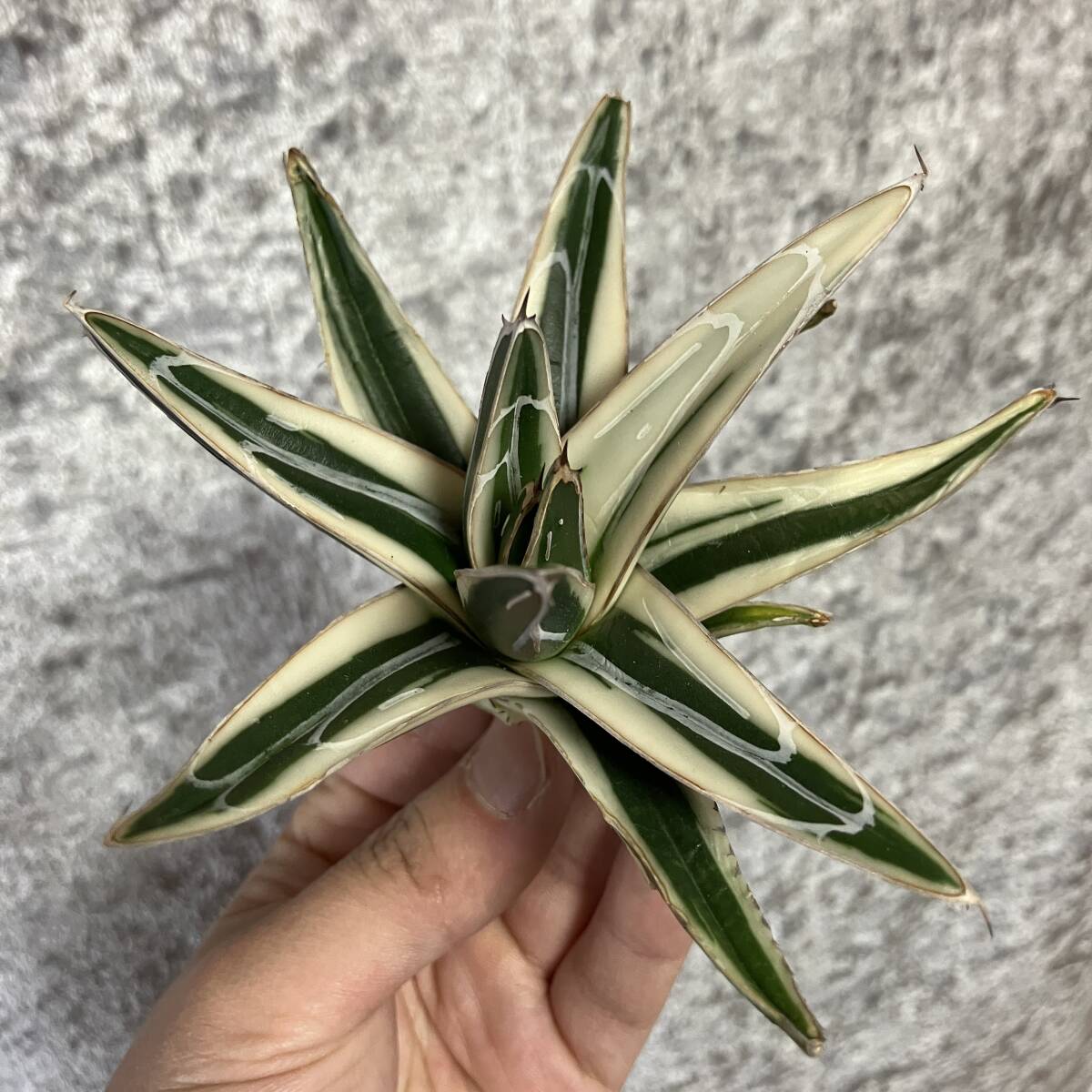 Yahoo!オークション -「アガベ 氷山」(アガベ) (観葉植物)の落札 Yahoo!オークション -「アガベ 氷山」(アガベ) (観葉植物)の落札