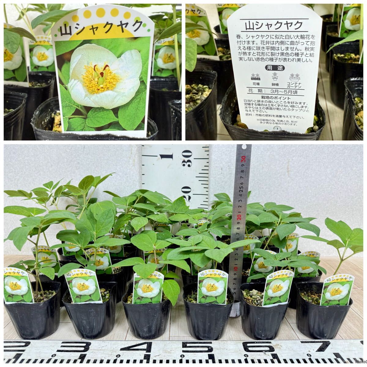 Yahoo!オークション -「ヤマシャクヤク」(花、園芸) の落札相場 Yahoo!オークション -「ヤマシャクヤク」(花、園芸) の落札相場